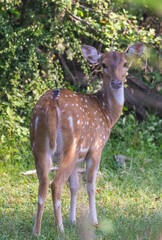 Wild Spotted Deer looking towards camera in natural native habitat, Yala National Park, Sri Lanka