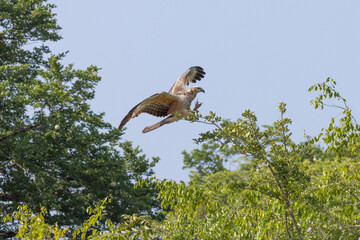 Oriental Honey Buzzard in flight natural native habitat, Yala National Park, Sri Lanka