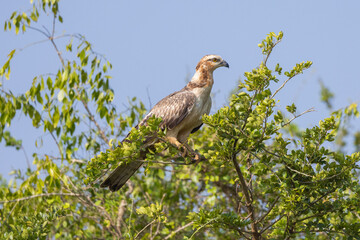 Oriental Honey Buzzard perched in tree in natural native habitat, Yala National Park, Sri Lanka