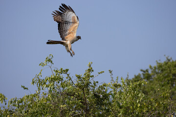 Oriental Honey Buzzard in flight in natural native habitat, Yala National Park, Sri Lanka