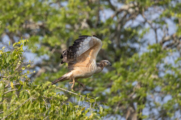 Oriental Honey Buzzard taking flight from tree branch in natural native habitat, Yala National Park, Sri Lanka
