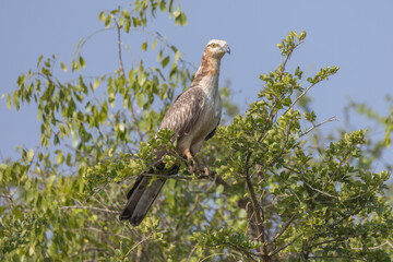 Oriental Honey Buzzard perched in tree in natural native habitat, Yala National Park, Sri Lanka