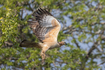 Oriental Honey Buzzard taking flight from tree branch in natural native habitat, Yala National...