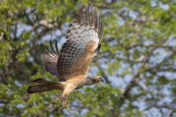 Oriental Honey Buzzard taking flight from tree branch in natural native habitat, Yala National...