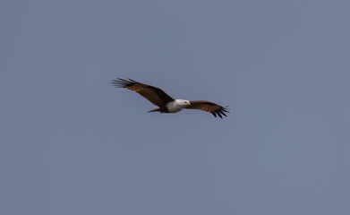 Brahminy kite in flight in natural native habitat, Yala National Park, Sri Lanka