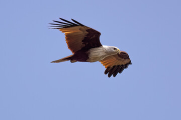 Brahminy kite in flight in natural native habitat, Yala National Park, Sri Lanka