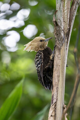 Sparrow