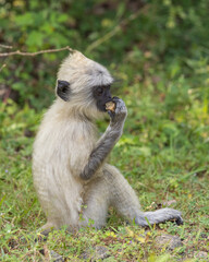Baby grey langur monkey feeding on ground in natural native habitat, Yala National Park, Sri Lanka