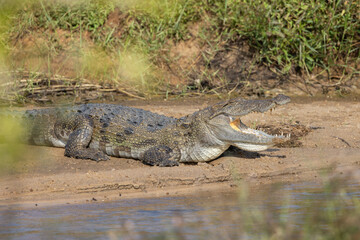 Crocodile lying on banks of river with mouth open seen in natural native habitat, Yala National Park, Sri Lanka