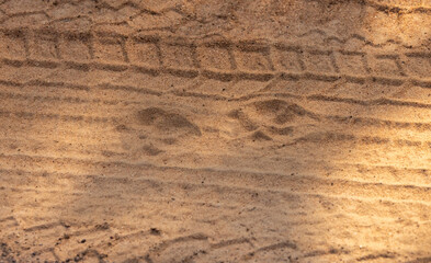 Leopard tracks on main dusty road in Yala National Park, Sri Lanka
