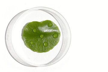 Centella asiatica (gotu kola). Fresh green leaves herb plant in petri dishes on white background.