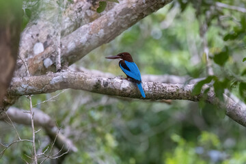  Sri Lankan White-throated Kingfisher perched on a tree branch in natural native habitat, Yala National Park, Sri Lanka