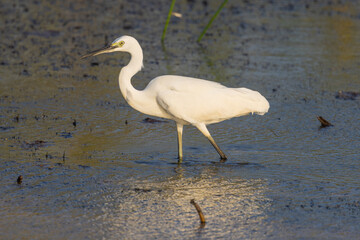 Great White Egret wading in water in natural native habitat, Yala National Park, Sri Lanka