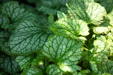 Brunnera leaves with warm sunlight