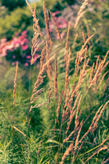 Calamagrostis canadensis with warm sunlight