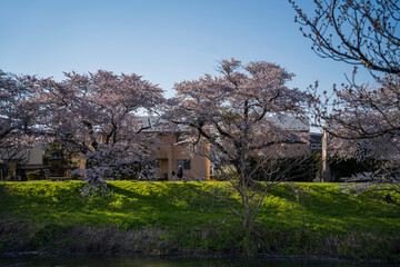 Fototapeta na wymiar 満開の桜を走る