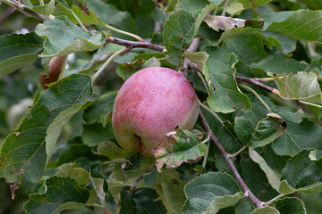 manzana silvestre en rama de árbol