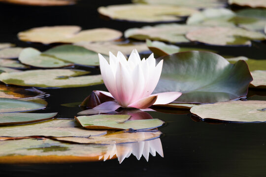 Flor de loto con reflejo