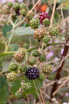 Fruto silvestre comestible, moras