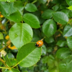 ladybug on a leaf