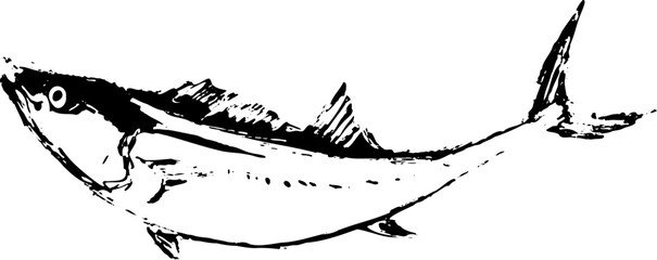 Fototapeta premium サワラの魚の墨絵イラスト