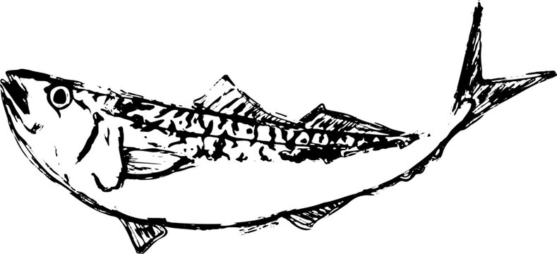 サバの魚の墨絵イラスト