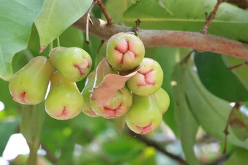 Green rose apple on the rose apple tree