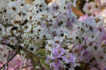 pink and white blossom