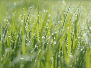 rice farmming bokeh blur background green with drop in macro and great background shine in sunlight