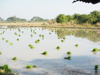 rice farmming prepare plantation and rice to put in soil water 