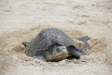 Tortuga marina en playa