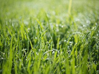 rice farmming bokeh blur background green with drop in macro and great background shine in sunlight