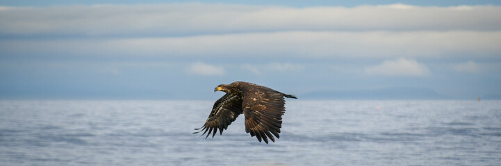 Obraz premium eagle over the water