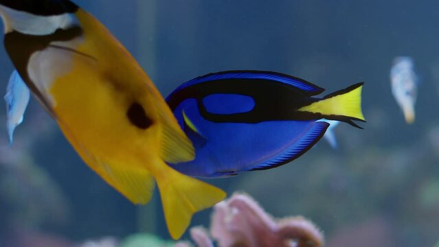 Palette Surgeonfish (Paracanthurus hepatus) or Blue Tang in an aquarium. Swimming fish in a saltwater tank as an attraction or decoration. Beautiful wild animal as a pet at home.