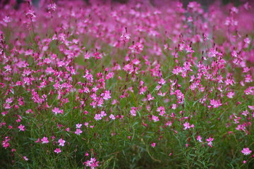 Obraz na płótnie Canvas Sea of pink flowers
