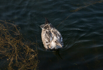 European herring gull (Larus argentatus). A young waterfowl swims in the sea. The chick.
