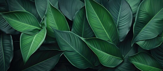 Obraz premium The image shows a detailed close-up of a vibrant green leafy plant. The intricate veins and textures of the leaves are visible, adding to the striking beauty of the plant.
