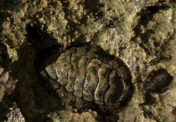 Acanthopleura haddoni, tropical species of chiton. The fauna of the Red Sea. A marine molluscs on a rock.
