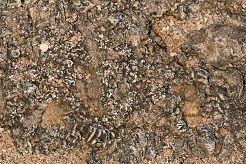Fossil corals of the Red Sea. Ancient creatures, turned into stone. Reef corals.