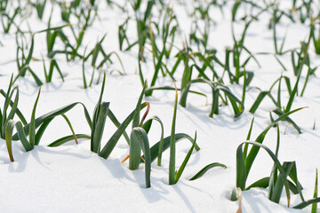 Growing garlic is covered by snow in winter season.