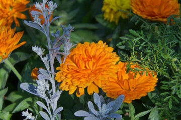 Orange Flower in a Garden