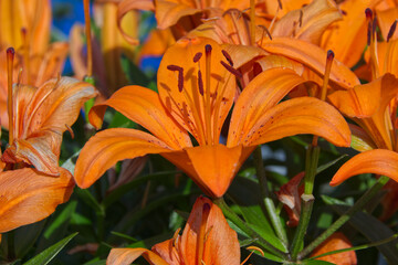 Orange Lily in a Garden