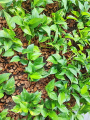Devil's ivy is a climbing plant with yellowish-green, heart-shaped leaves that grows on soil covered with coconut husks. Scindapsus aureus is a plant with aerial roots. and will grow fast.trunk crawls