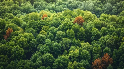 Papier Peint photo Lavable Couleur pistache temperate deciduous forest, Autumn forest orange red ancient forest and pine carpet oak beech maple tree willow mysterious colorful leaves trees nature changing seasons landscape Top view background