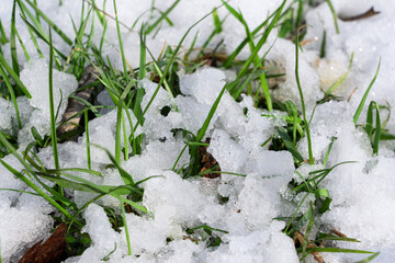 The snow on the grass is melting in spring
