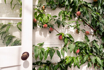 Peach tree with fruits