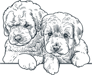 Vintage hand drawn sketch of labradoodle puppies 