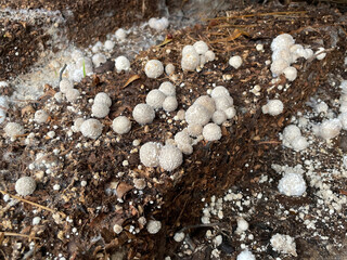 Mushrooms and fungi on the surface of leaf remains.