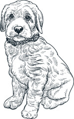 Vintage hand drawn sketch of labradoodle puppies 