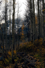 Maroon Bells through Aspen Grove